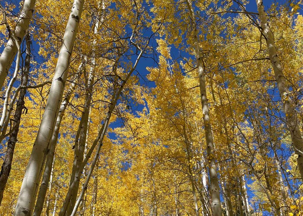 Aspen trees with golden leaves